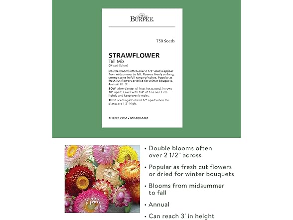 Burpee Tall Mixed Colors Strawflower Seeds 750 seeds