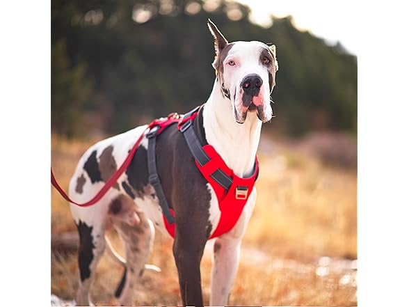 Outward Hound Boulder Adventure Adjustable Dog Harness