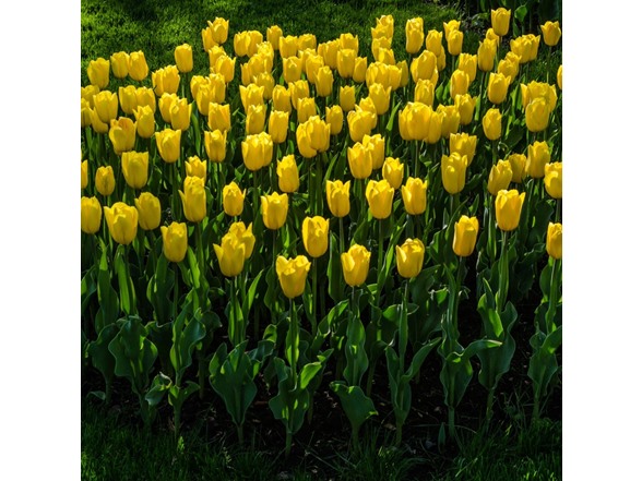 Giant Golden Sunny Tulip Flowers