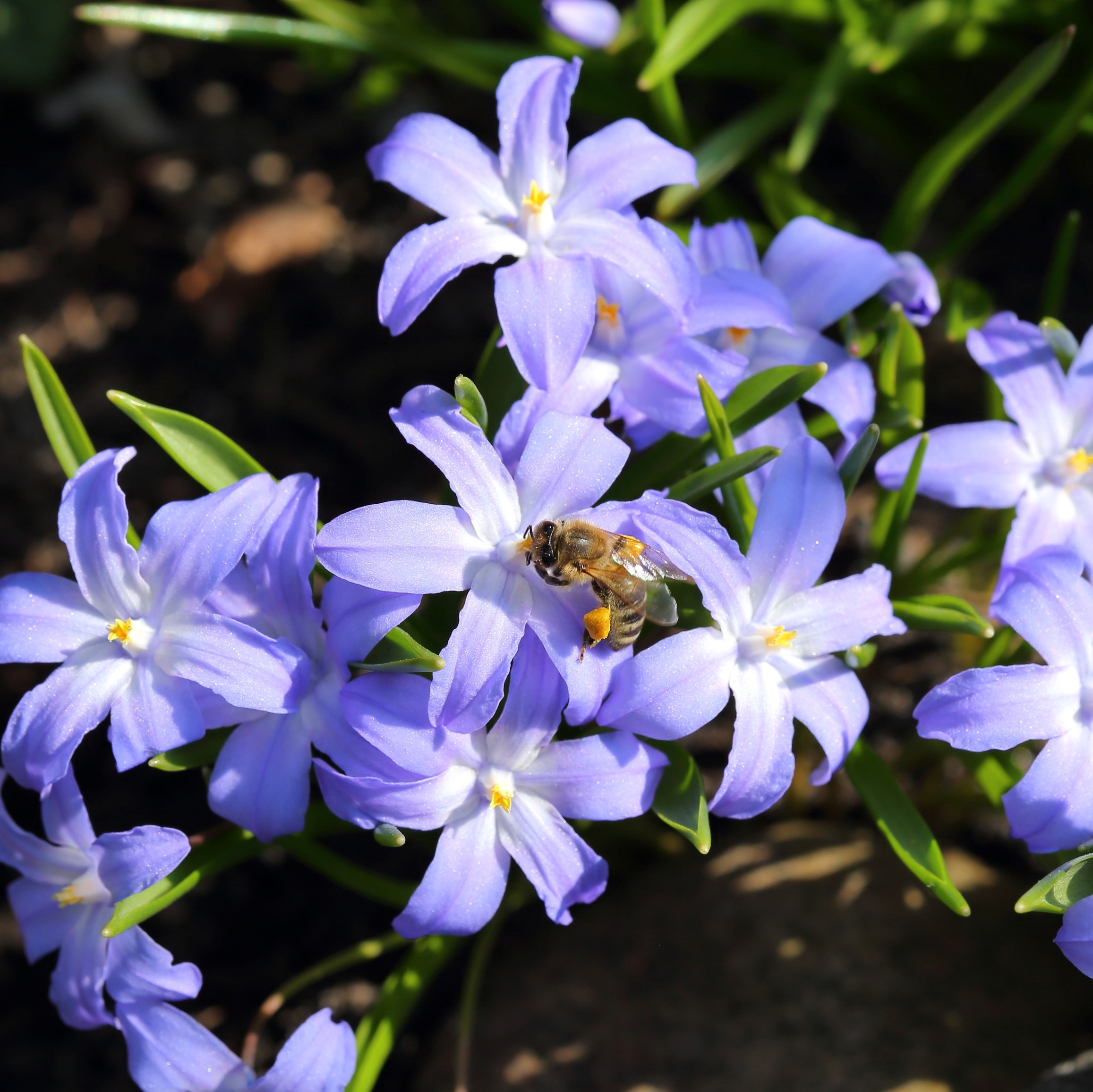 Gentle Glory of the Snow Flowers - Gallery 8