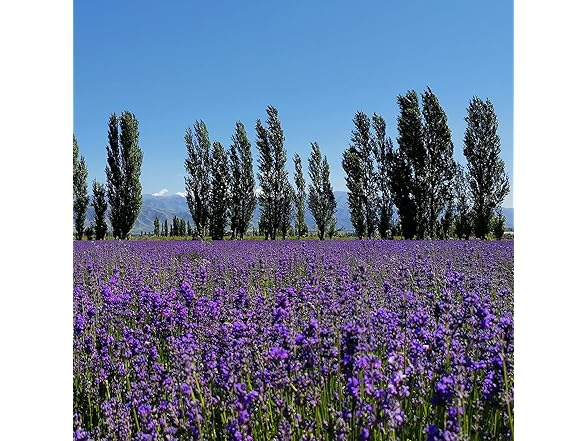 RENM 1 Pound Dried Lavender Buds