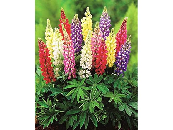 22Day Seeds Lupin Dwarf Mix Perennial