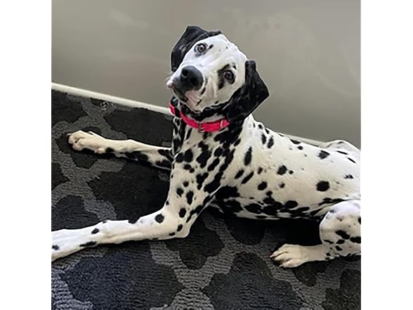 Sparky Pet Co Apollo E-Collar Replacement Strap