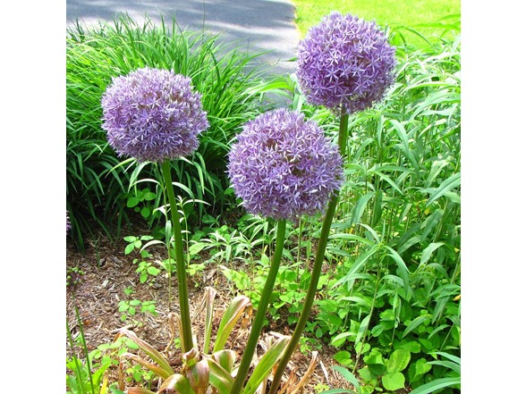 Allium Giganteum Flowers