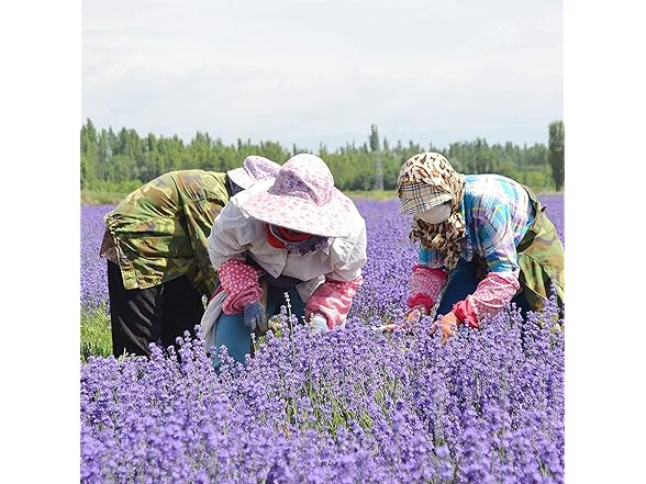 RENM 1 Pound Dried Lavender Buds