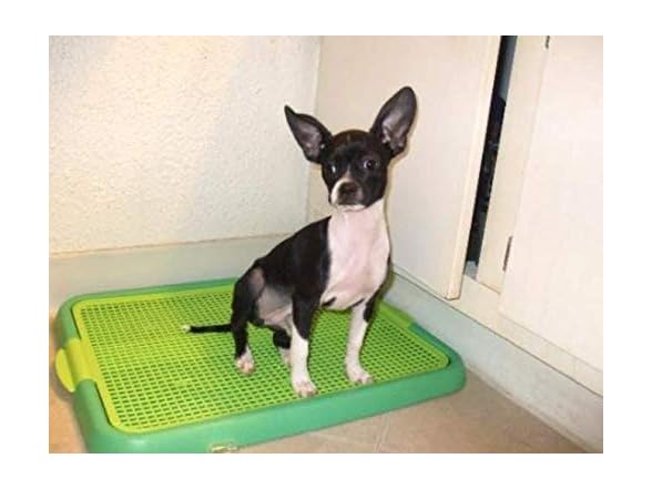 Indoor Dog Potty Training Toilet Tray Pad Hol