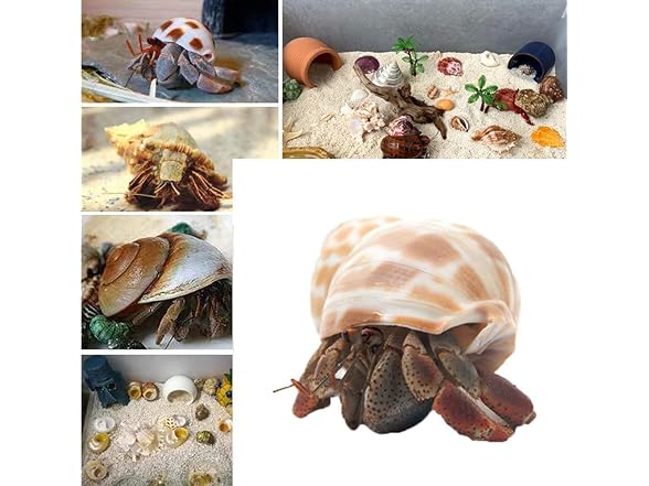 SEAJIAYI Hermit Crab Shells