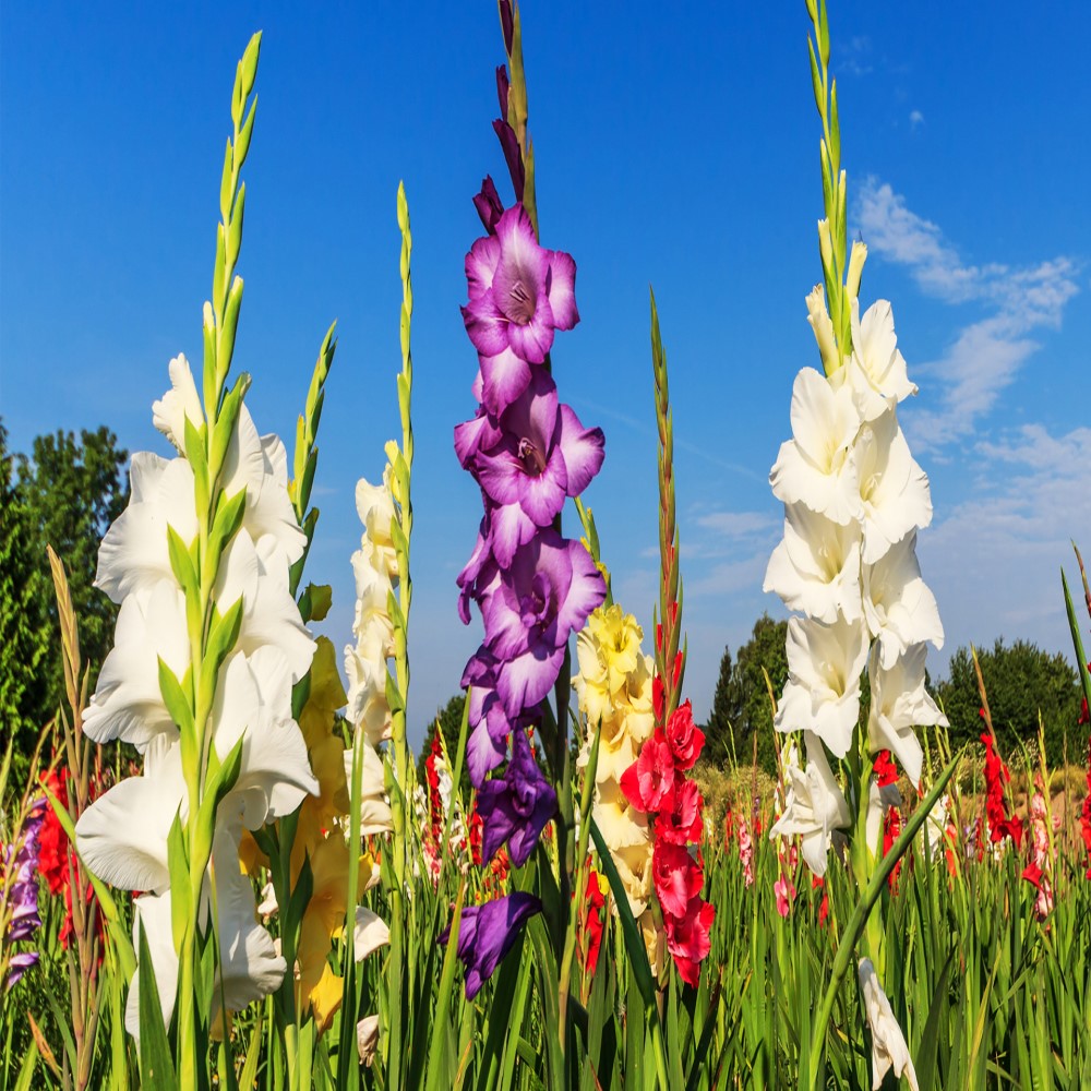 Touch Of ECO Mixed Gladiolus Flowers - 40 or 120 Bulbs - Gallery 8