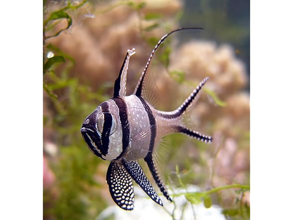 Galápagos (05356) Freshwater Starter Kit - Natur