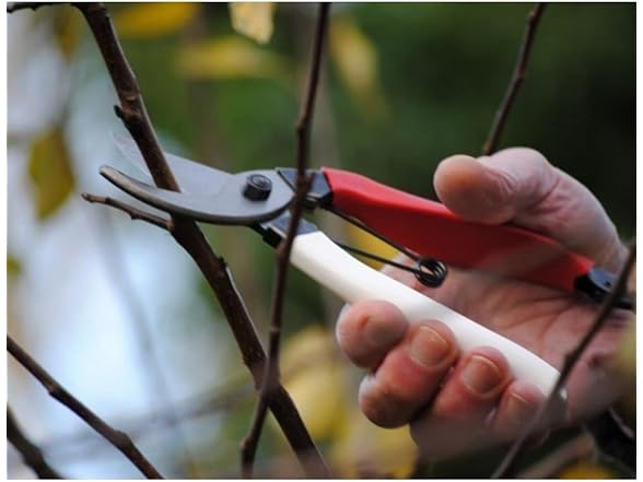 Niwaki Secateurs