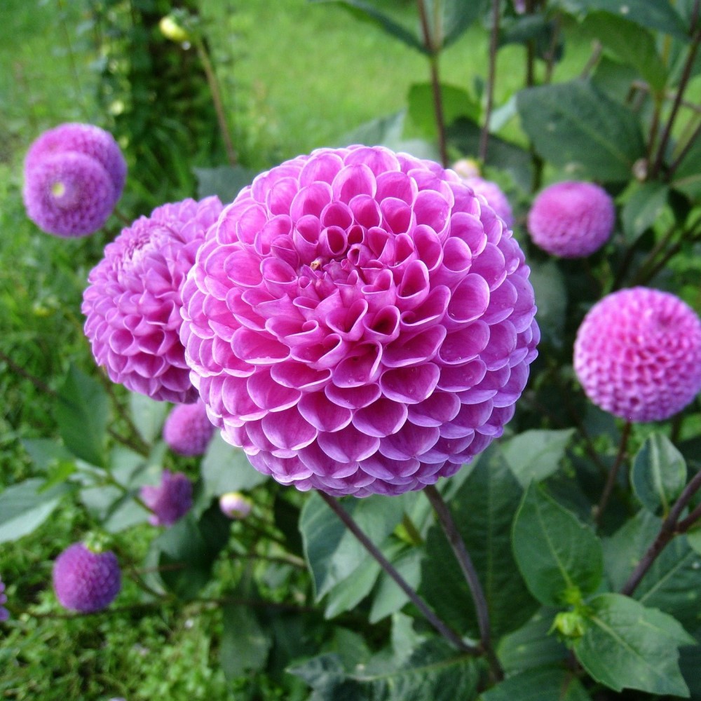 Lilac Dahlias - You Choose - Gallery 7