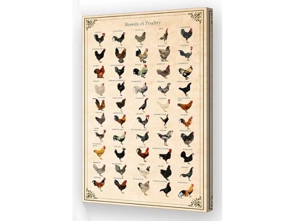 Wallpicss Chicken Poster Framed