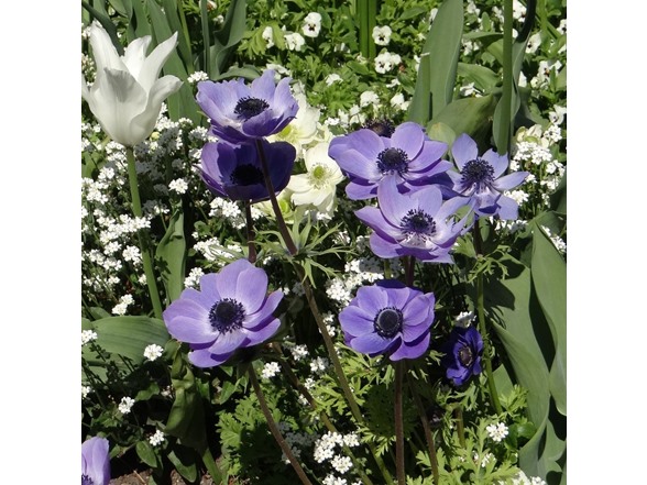 Poppy Anemone Flowers
