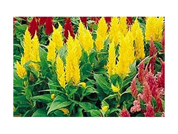 Celosia Castle Series Yellow Seeds