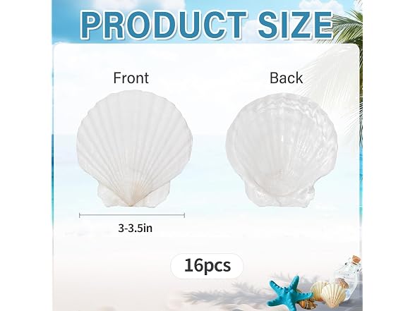 SINKOO 16PCS Natural Scallop Shells 3"-3.5"