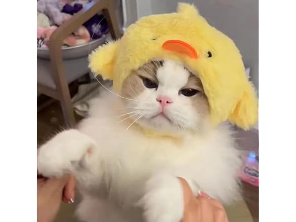 EFKLXMVYQ Pets-52 Chick Cute cat