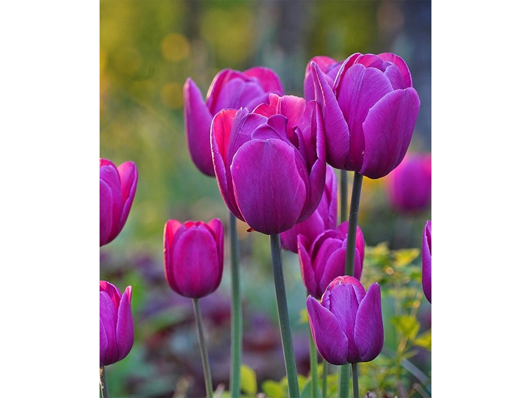 Touch Of ECO 7088-2 20 Bulbs 