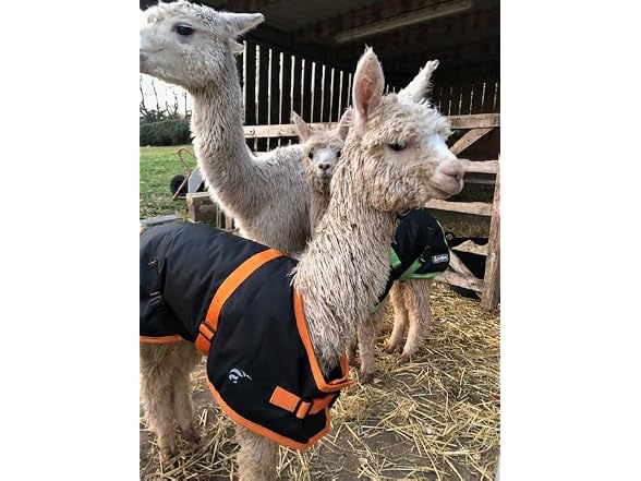 AniMac Super Calf Jacket for Calves, Sheep,