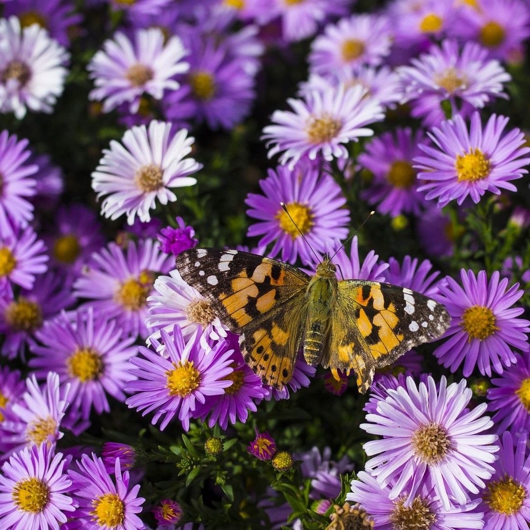 Bees & Butterfly Collection (100 Bulbs) - Gallery 12