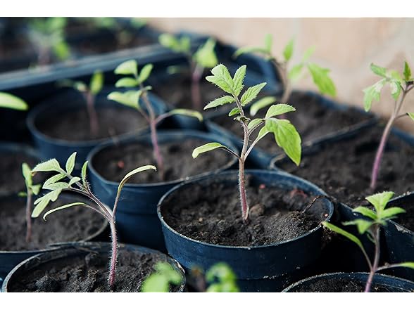 Veggie Grow Kit Tomato 6.5KK 2pk