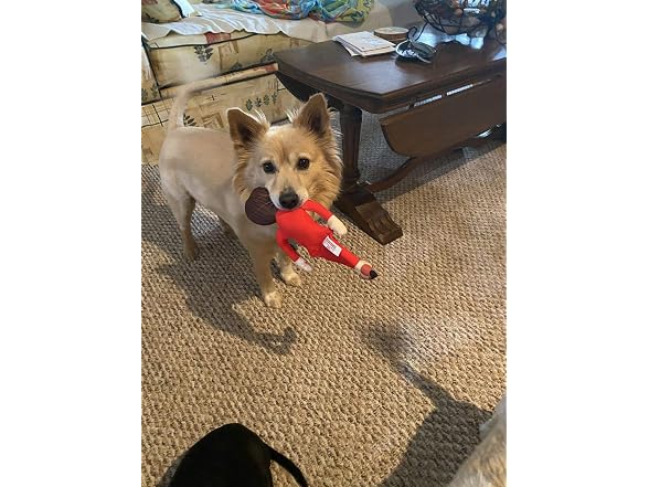 Republican Dogs Nancy Pelosi Novelty Dog Chew
