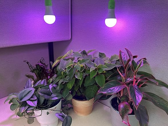 Grow Light 4-Socket White Purple 6.5K