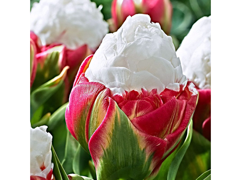 Touch Of ECO 5025-2 6 Bulbs 