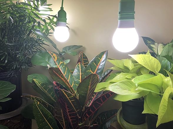 Veggie Grow Kit Tomato 2pk