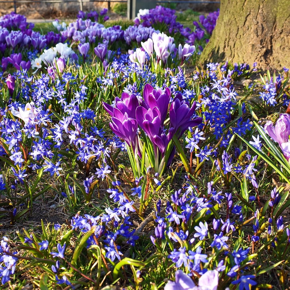 Rock Garden Flower Collection - 55 Bulbs - Gallery 7
