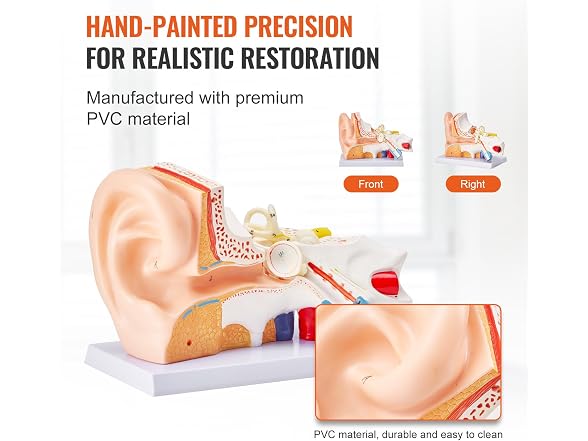 VEVOR Human Ear Anatomy Model, 3 Parts