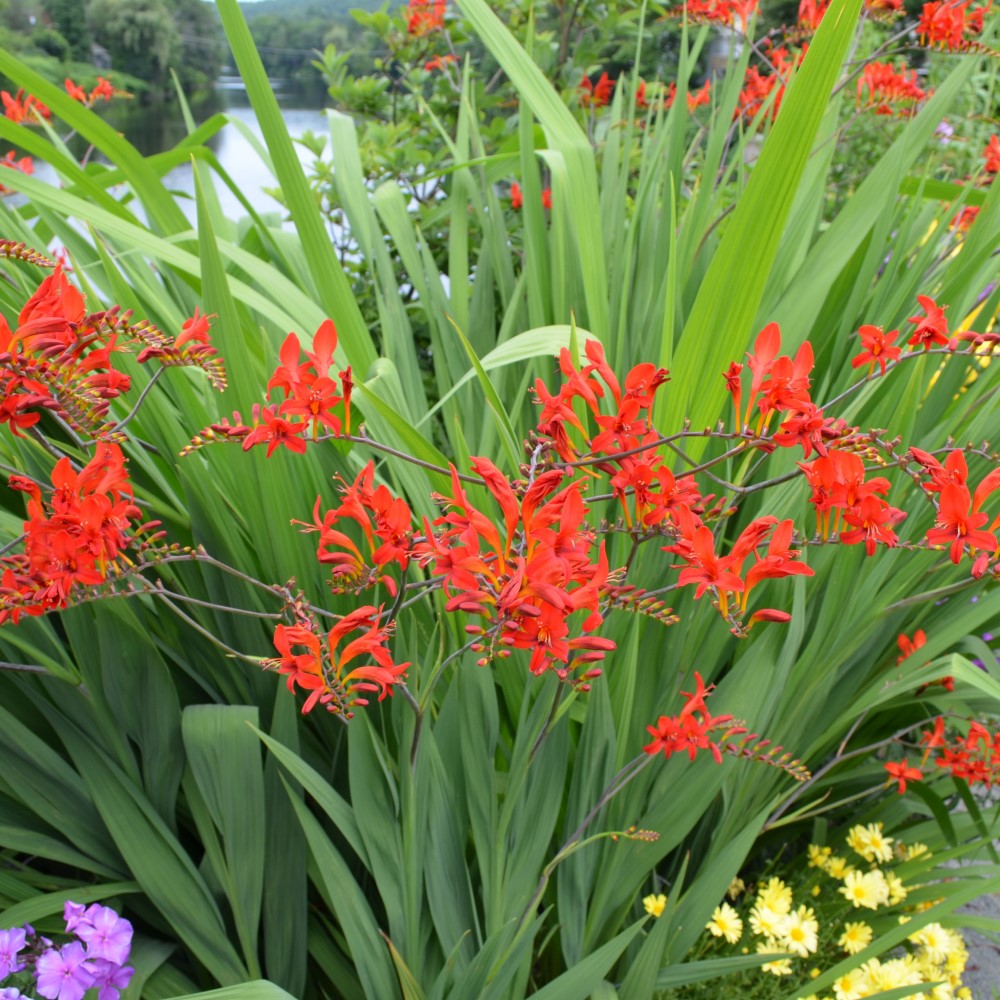 English Garden Flower Mix Collection - Gallery 10