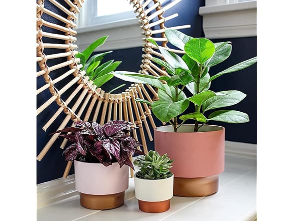 HC Companies 2.5" Succulent Pot