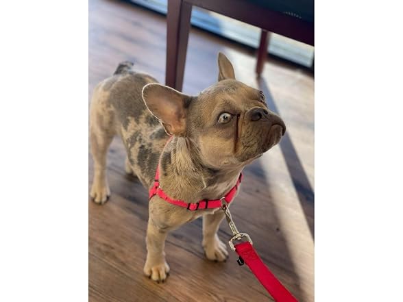 Softouch Sense-ible No-Pull Dog Harness (Red