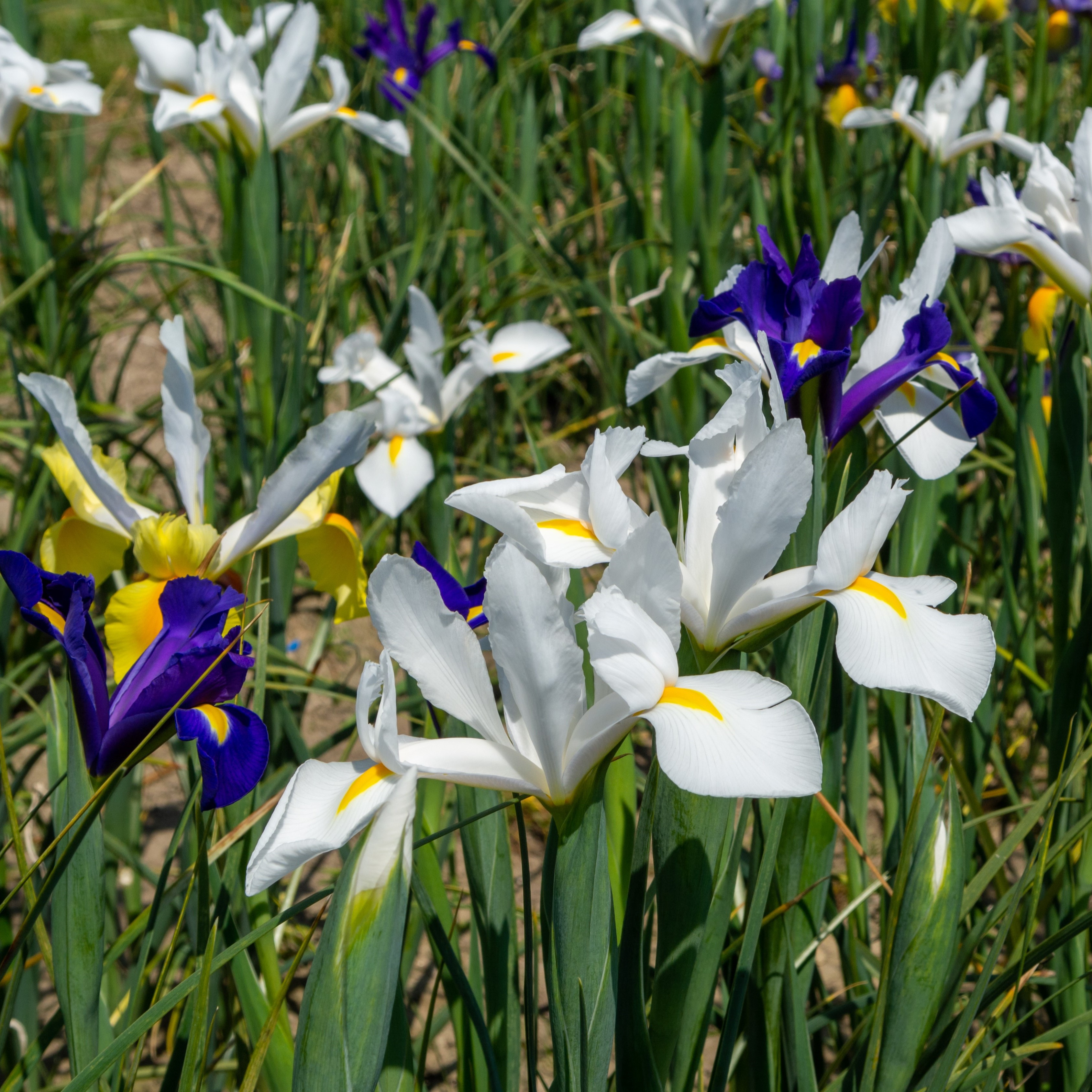Dutch Iris Mix Flowers - Gallery 9