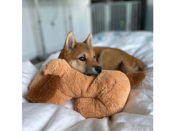 Snuggle Puppy Behavioral Aid Toy (Biscuit)