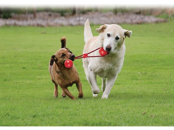 KONG Squeezz Dumbbell with Rope for Dogs