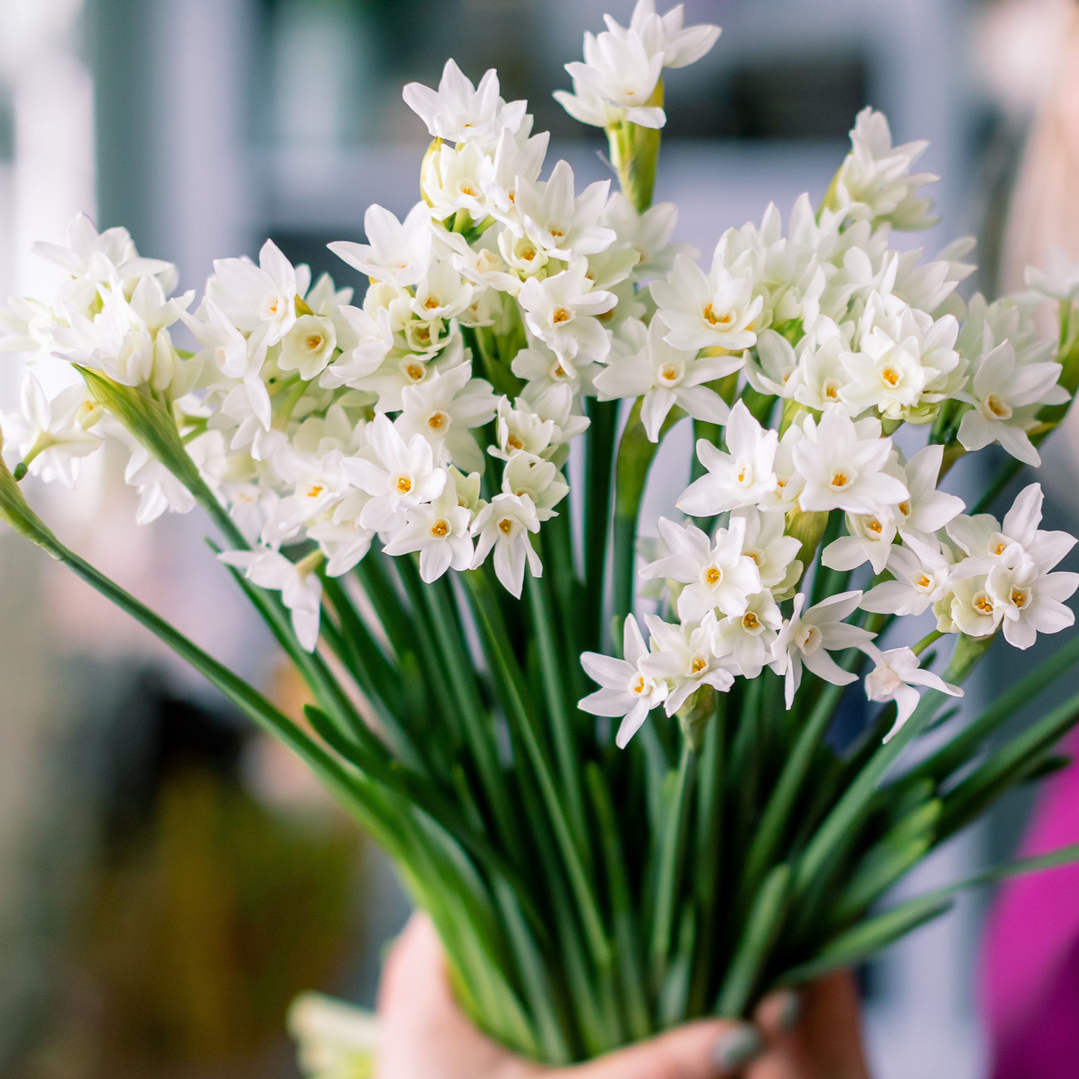 Fragrant Paperwhite Flowers - Gallery 4