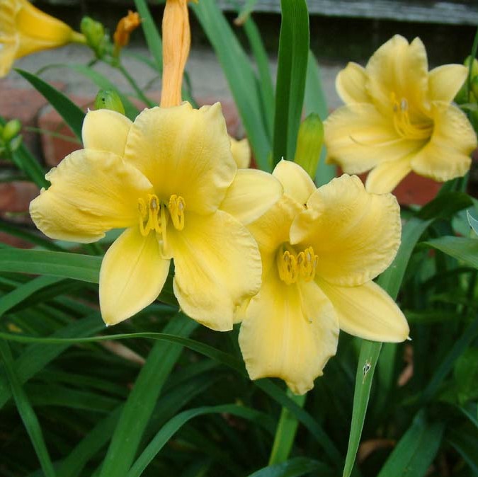 Stella D'Oro Day Lily - 6 Bulbs - Gallery 8