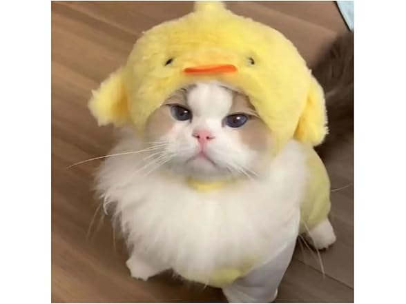 LOKLNEYK Fun cat hat