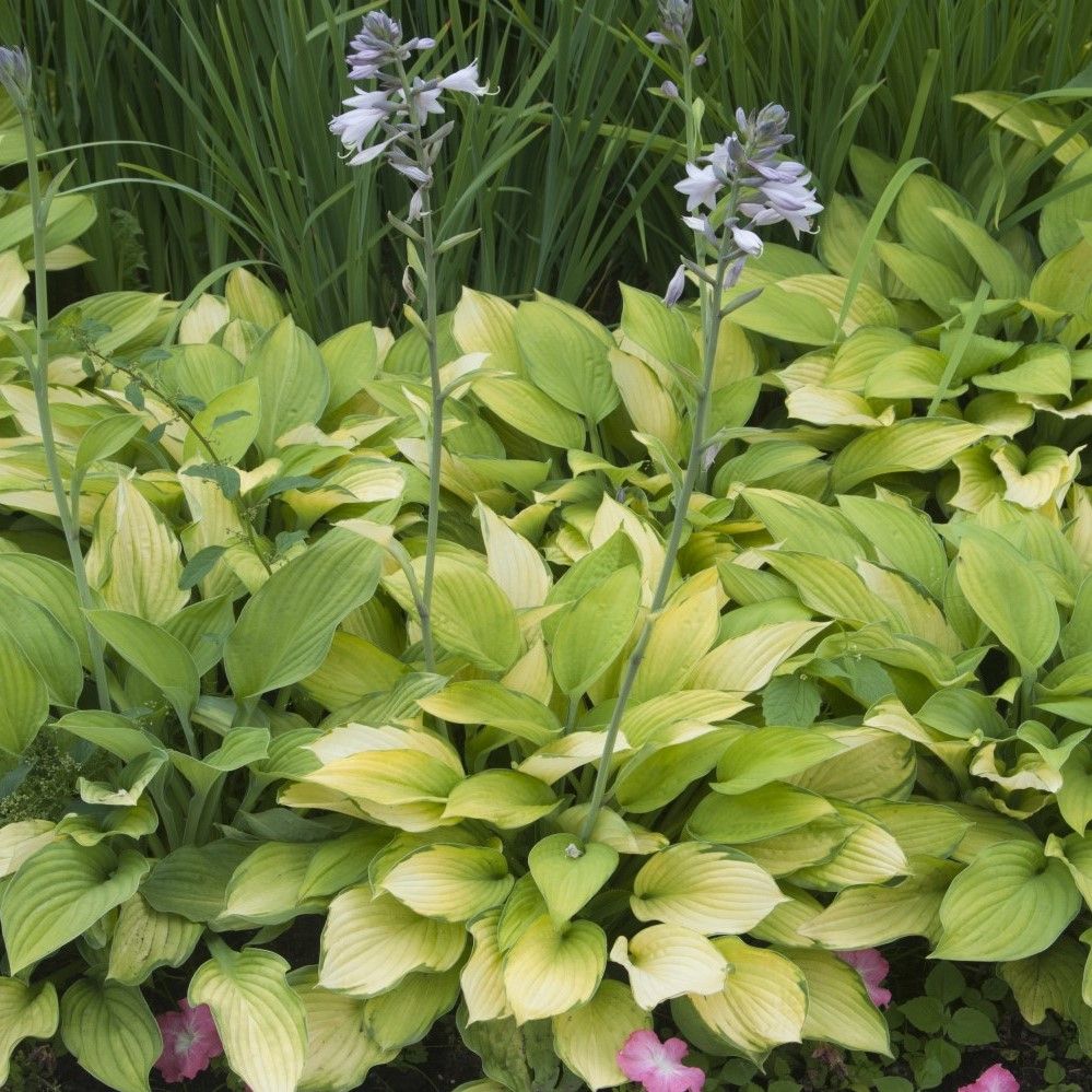 White Feather Hosta Plants - 4 Bare Roots - Gallery 8