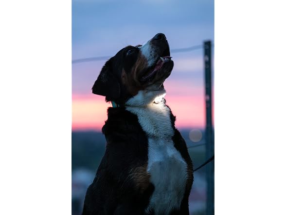 Max & Molly LED Dog Collar Light