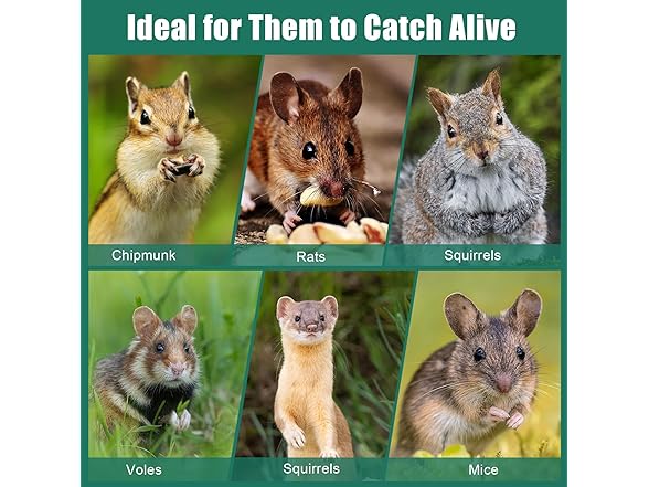 Live Animal Cage Trap