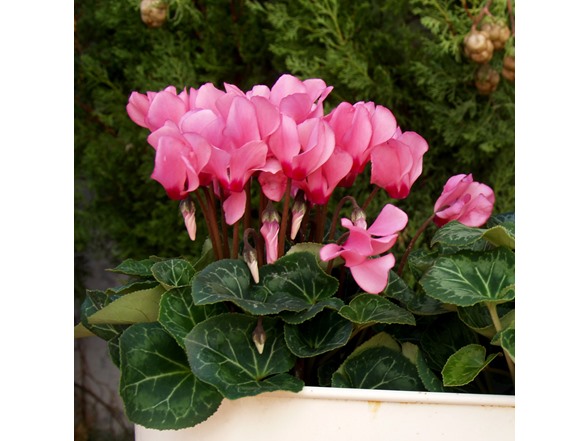 Pink Crush Cyclamen Flowers