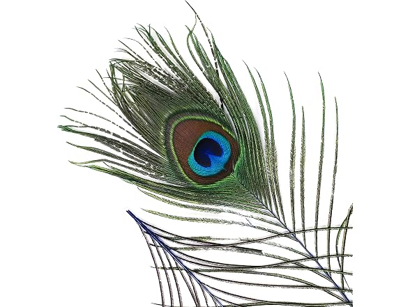 ZUCKER 25pcs Stem Dyed Peacock Eye Feathers