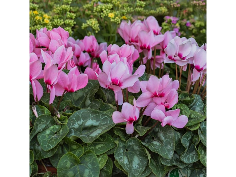 Cyclamen Coum Flowers 3 Bulbs