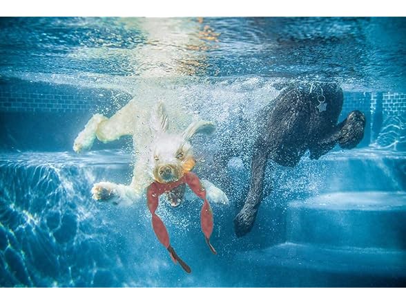 Fire Hose Interactive Squeaking Water Dog Toy