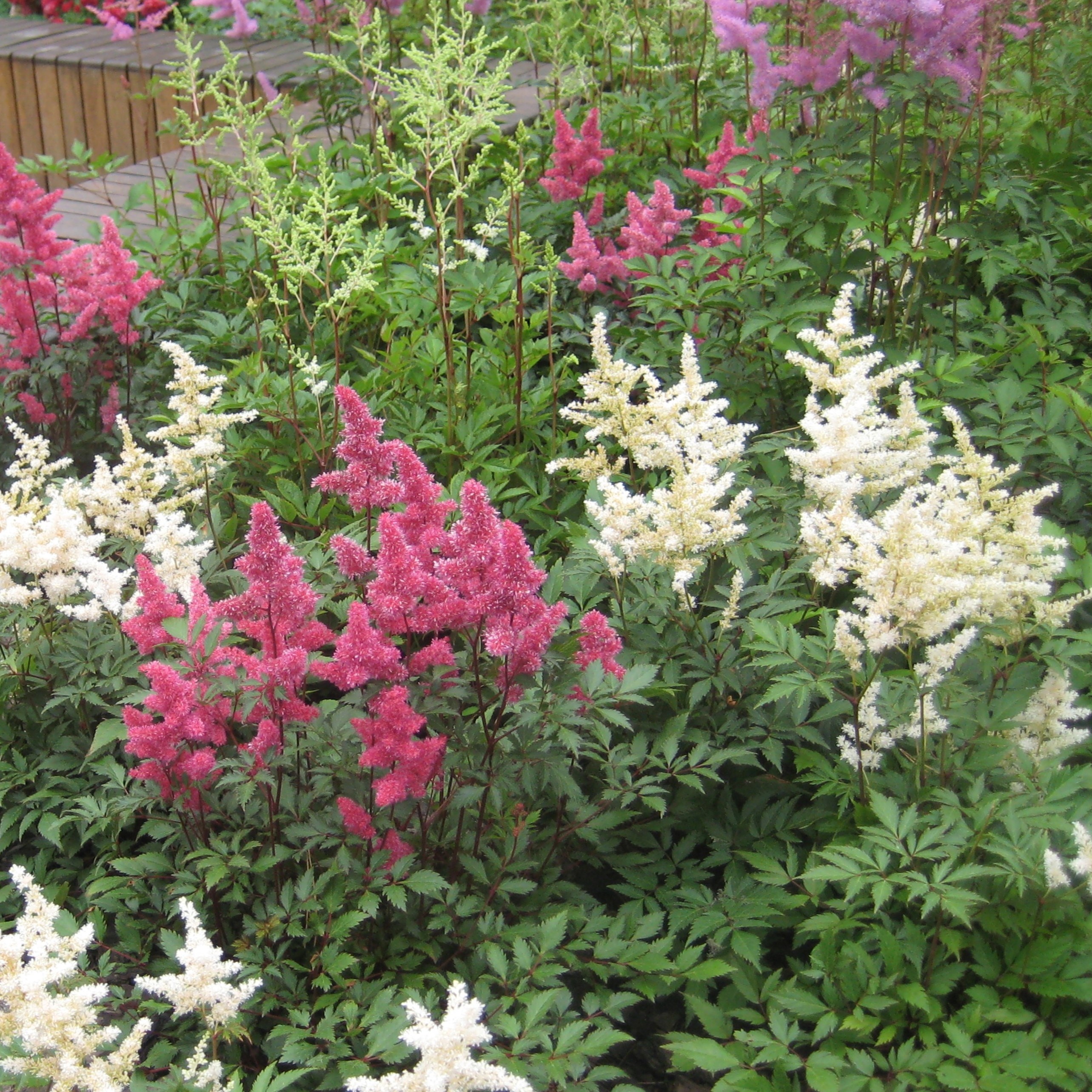 Large Plume Astilbe Mix - 9 Bulbs - Gallery 6