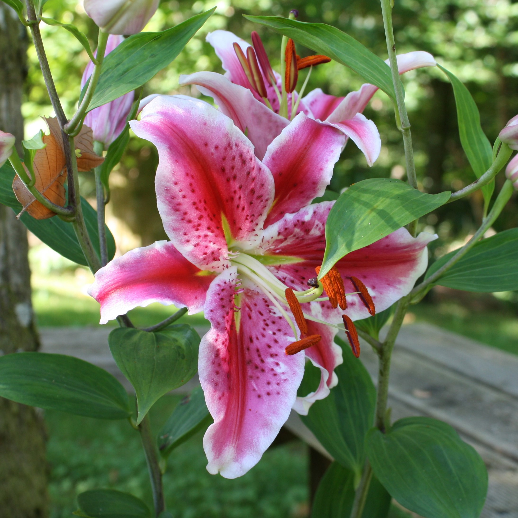 Giant Stargazer Lily - 6 Bulbs - Gallery 6