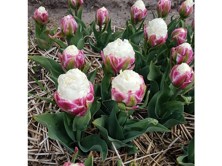 Touch Of ECO 5025 3 Bulbs 