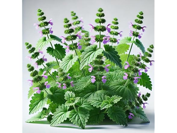 22Day Seeds Catmint Catnip Heirloom